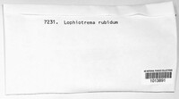 Lophiostoma vagabundum image